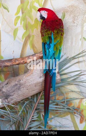 Colpo di Green-Winged macaw nella natura circostante Foto Stock