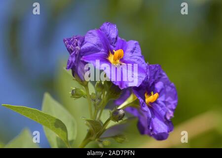 La genziana bush Foto Stock