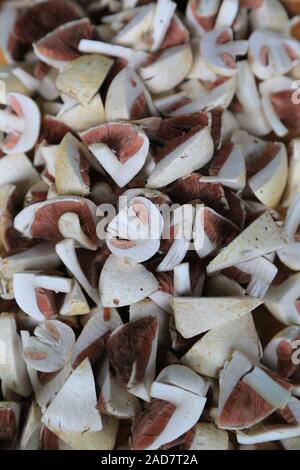 Piatto a fungo del fungo di prato, campo, funghi Agaricus campestris, fungo dell'anno 2018 Foto Stock