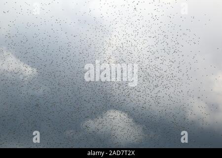 Uno sciame di formiche volanti durante il volo nuziale, associazione di formiche alate, formicidae Foto Stock