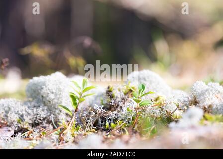 White renne foto Foto Stock