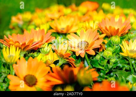 Impianto di arancione e giallo Gazania colorati fiori Foto Stock