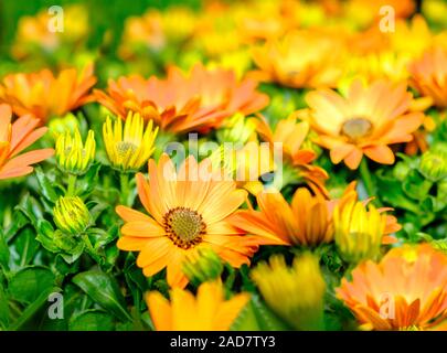 Impianto di arancione e giallo Gazania colorati fiori Foto Stock