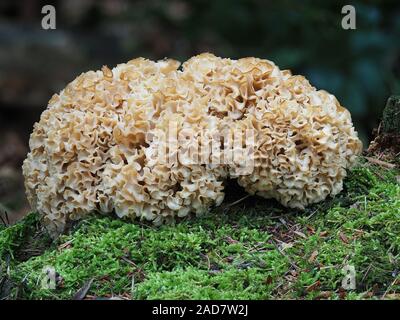 Testa a fungo di cavolfiore, Sparassis crispa Foto Stock