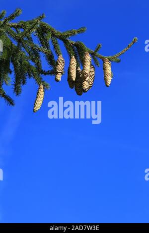 Abete rosso con i coni, Comune di abete, picea abies Foto Stock