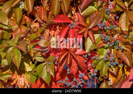 Wild vino in autunno Foto Stock