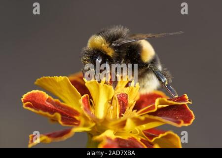 Buff-tailed bumblebee Foto Stock