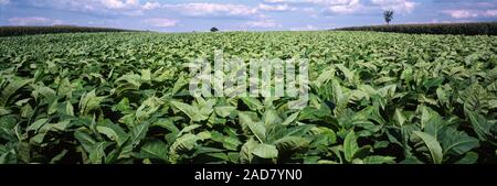Le piante di tabacco in un campo, Lancaster County, Pennsylvania, STATI UNITI D'AMERICA Foto Stock