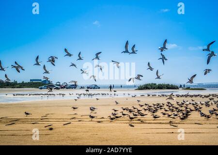 Un gregge di Nero Gli skimmer battenti intorno a South Padre Island, Texas Foto Stock