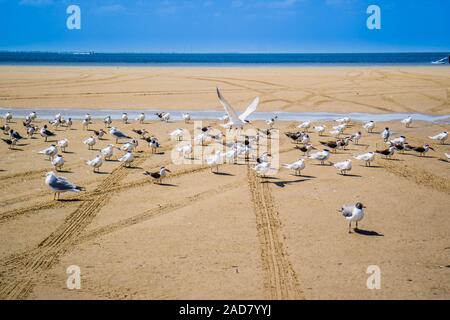 Un gregge di Nero Gli skimmer battenti intorno a South Padre Island, Texas Foto Stock