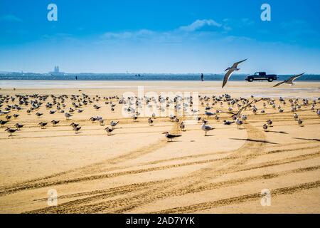 Un gregge di Nero Gli skimmer battenti intorno a South Padre Island, Texas Foto Stock