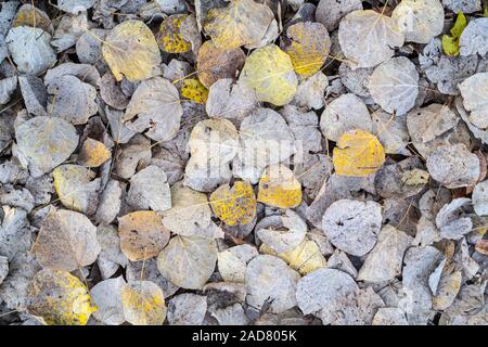 Vacilla Aspen foglie sul suolo della foresta (Populus tremuloides), caduta, Minnesota, USA, da Dominique Braud/Dembinsky Foto Assoc Foto Stock