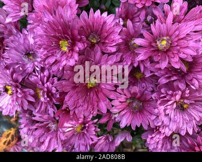 Herbstastern, Chrysanthemen Blüten, rosa, chrysanth, crisantemo Foto Stock