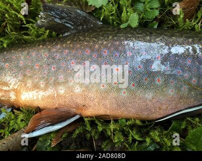 Alsaziano char, trota di fiume, Salvelinus fontinalis, pattern e scale Foto Stock