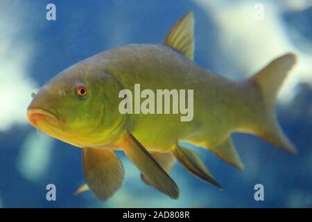 Pesci di acqua dolce tinca, Tinca tinca tinca Foto Stock