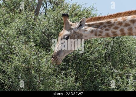 La giraffa a mangiare le foglie da una boccola grande, Botswanagiraffe mangiare le foglie da una boccola grande, Botswana Foto Stock