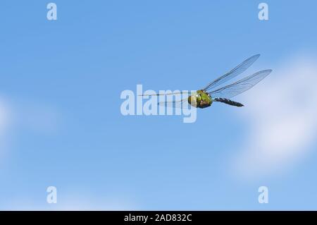 L'imperatore libellula Foto Stock