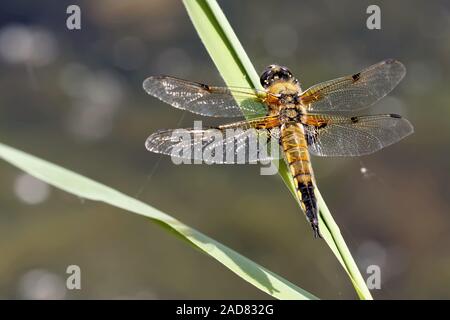 Quattro-spotted chaser Foto Stock