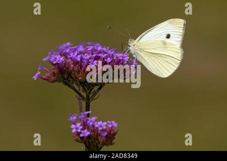 Di piccole dimensioni e di colore bianco su verbena Foto Stock