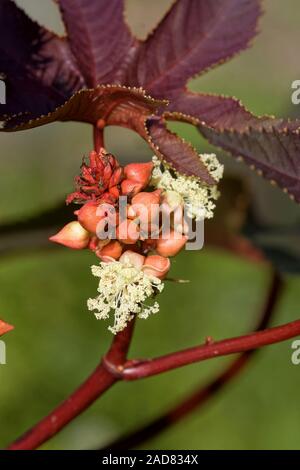 Castor bean Foto Stock