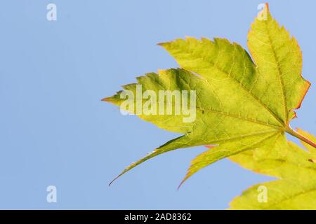 Acero di Amur Foto Stock