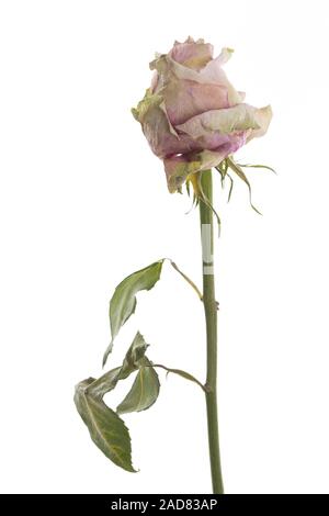 Rosa appassita in piedi di fronte a uno sfondo bianco Foto Stock