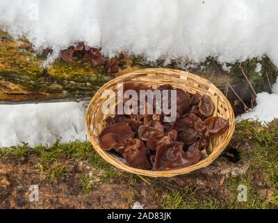 Giudeo l orecchio, legno orecchio, jelly orecchio Foto Stock