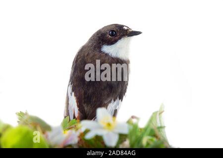 La molla nella forma di luminose del piumaggio degli uccelli (maschio pied flycatcher) Foto Stock