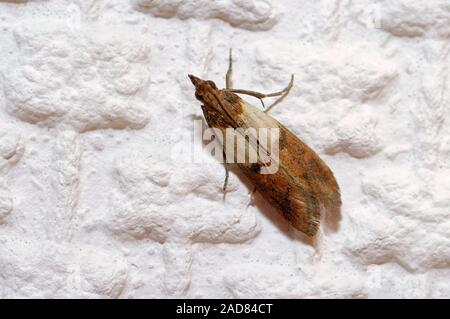 Indianmeal moth Foto Stock