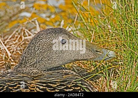 Unione EIDER DUCK (Somateria mollissima). Profilo della testa. In prossimità di una femmina sul nido in incubazione. Isole farne, Northumberland. Giugno. Foto Stock