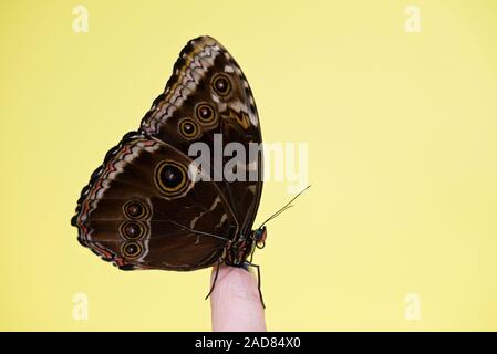 Morpho farfalla posata sul dito su sfondo giallo Foto Stock