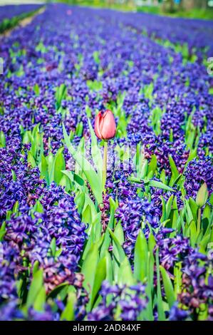 Un campo di giacinto blu e rosso tulipano in Olanda. Profondità di campo. La messa a fuoco in primo piano Foto Stock