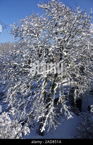 Aesculus hippocastanum, Ippocastano Foto Stock