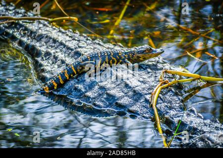 Un grande coccodrillo americano con la sua prole in Miami, Florida Foto Stock