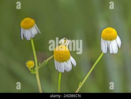 La camomilla 'Matricaria chamomilla' Foto Stock
