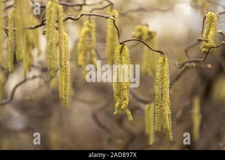 Struttura di cavatappi nocciolo (Corylus avellana) Foto Stock