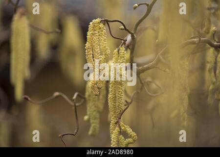 Struttura di cavatappi nocciolo (Corylus avellana) Foto Stock