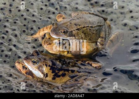 Rane comuni (Rana temporaria). Due coppie in amplexus in mezzo frog spawn, Lai da altri in un laghetto in giardino. Molla. Regno Unito. Foto Stock