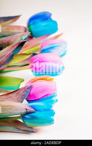 Riprese verticali di multi tulipani colorati su sfondo chiaro con copy-spazio Foto Stock
