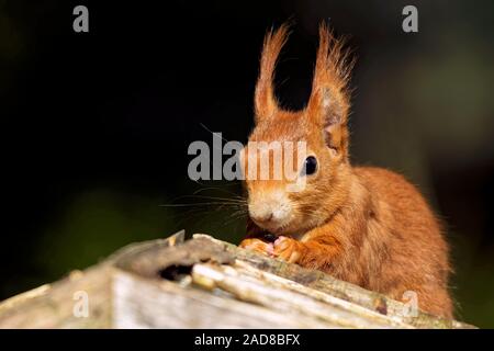 Scoiattolo rosso mangiare semi di uccello Foto Stock