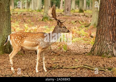 daino Foto Stock