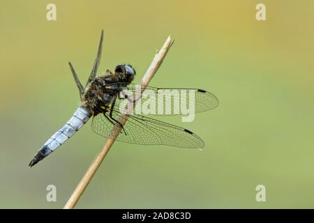 Chaser scarse Foto Stock