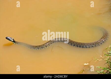 Biscia dal collare (Natrix natrix). Nuoto a bordo dello stagno Foto Stock