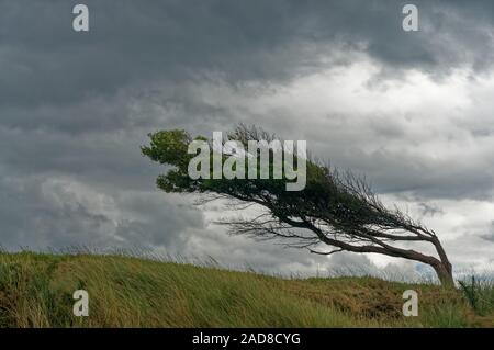 Tree piegati ma non spezzati dal vento, Pohara, Golden Bay, regione Tasmania, Nuova Zelanda. Foto Stock