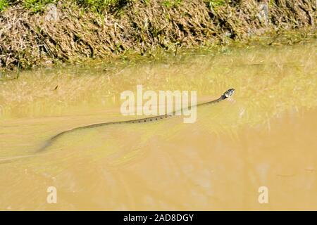 Biscia dal collare (Natrix natrix). Nuoto a fianco della banca di una diga di drenaggio. Calthorpe. Broadland. Norfolk. Foto Stock