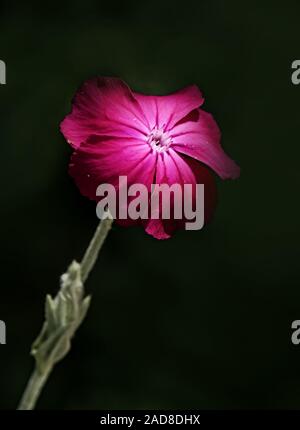 Mullein-Pink 'Lychnis coronaria' Foto Stock