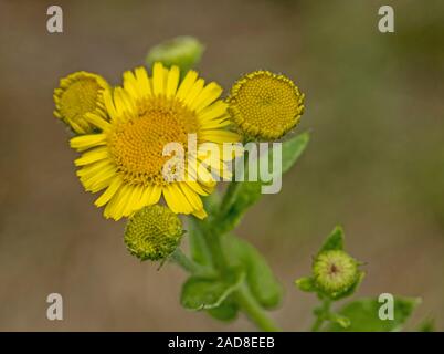 Giallo "camomilla Anthemis tinctoria' Foto Stock