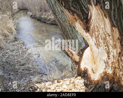 Beaver segni di morsi su un albero Foto Stock
