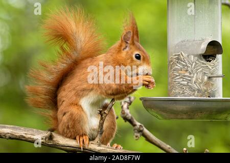 Scoiattolo rosso di mangiare i semi di girasole Foto Stock