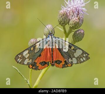 Scarlet tiger moth 'Callimorpha dominula' Foto Stock